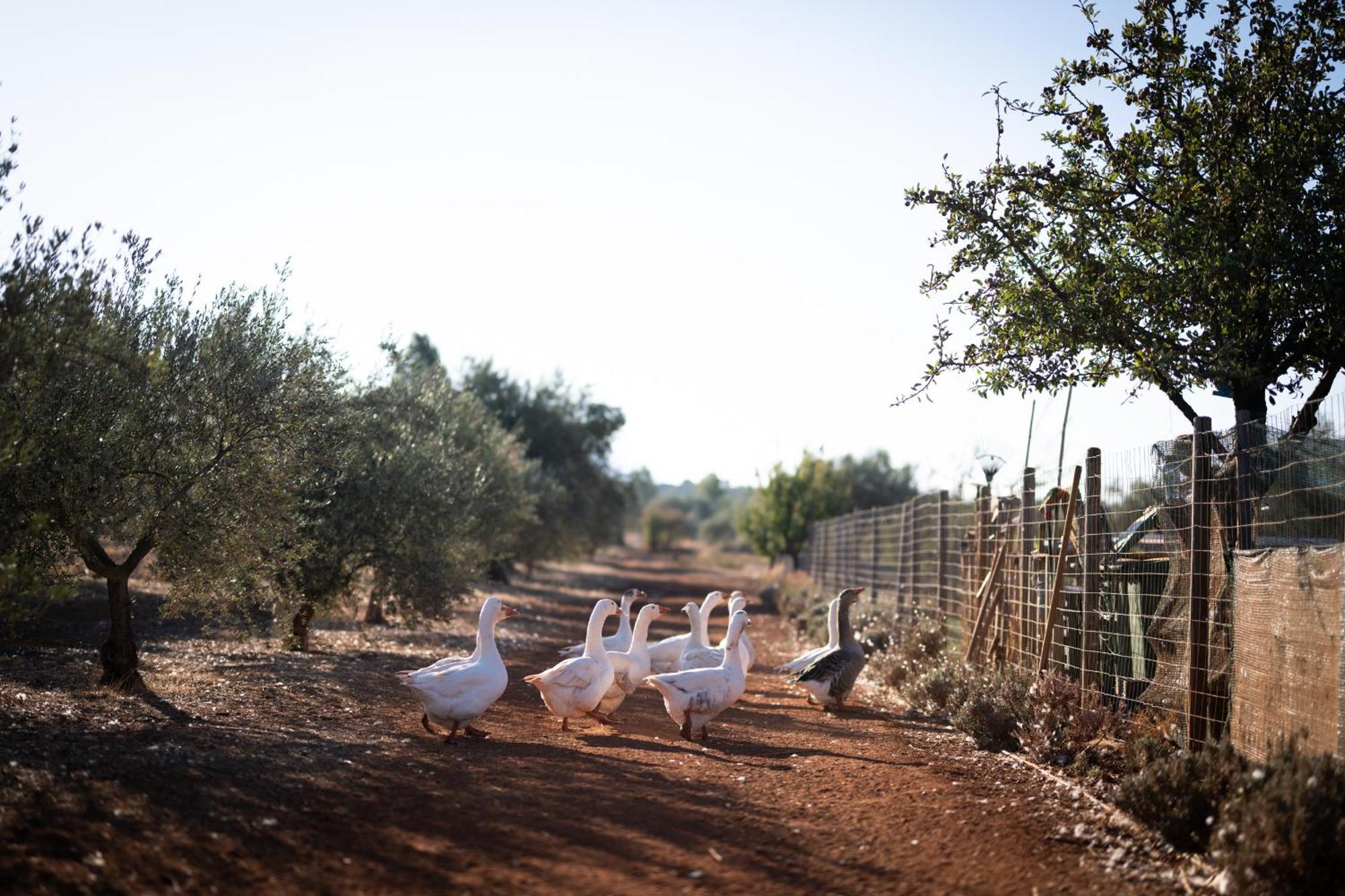 Eumelia Organic Agrotourism Farm Hotel Goúvai Exterior foto